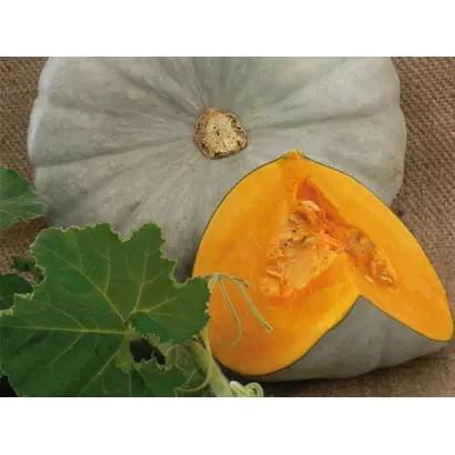 Sampson / Сампсон