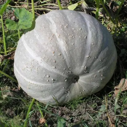 Сірий український