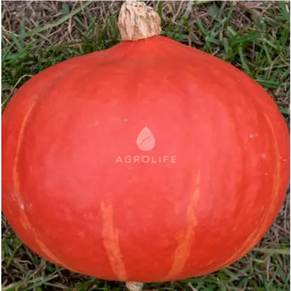 Flexi Kuri / Флексі Курі