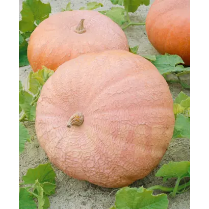 Veltruska obrovska / Велтруска обровска