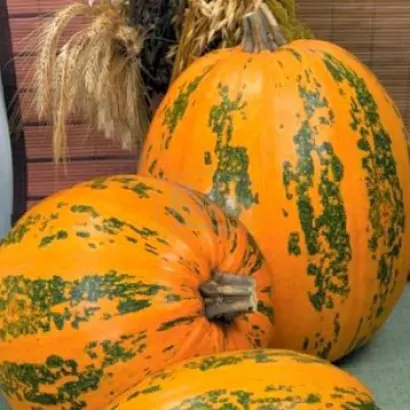 Гибрид 72 / Гібрид 72