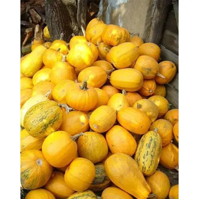 Украинская многоплодная / Український багатоплідний