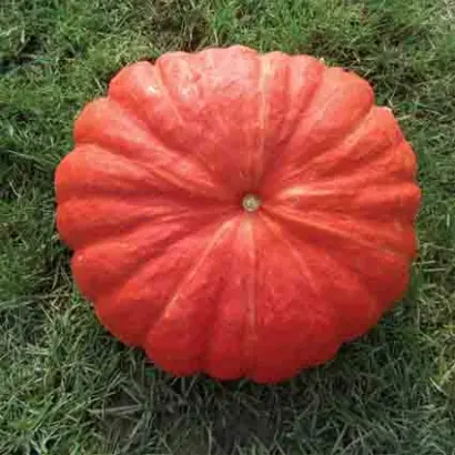 Rug Vif De Tamp / РУЖ Віф Де ТАМП