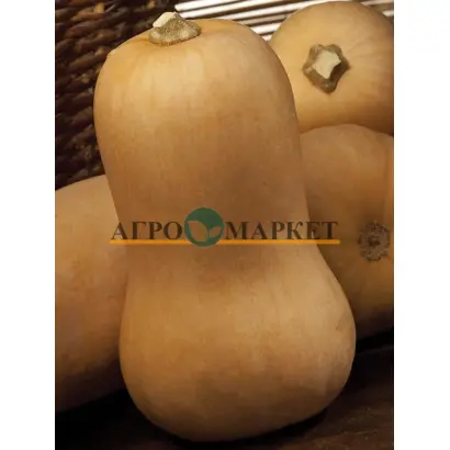 Sibelle / Сібель