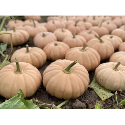 Spellcast / Спеллкаст