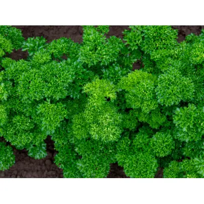 Katinka / Катінка