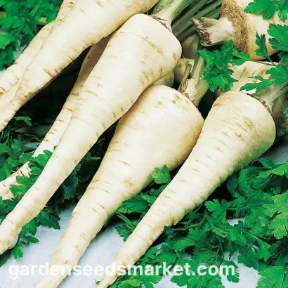 Osborne / Осборна