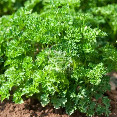 FRISE VERT FONCE / ФРІСЕ ВЕРТ ФОНСЕ