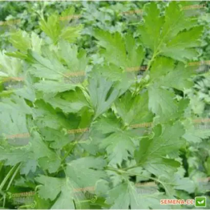 Frison / Фрісон