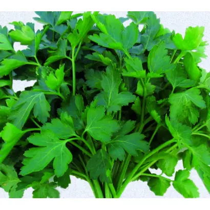 Amsterdamse Snij / Амстердамсе Сній