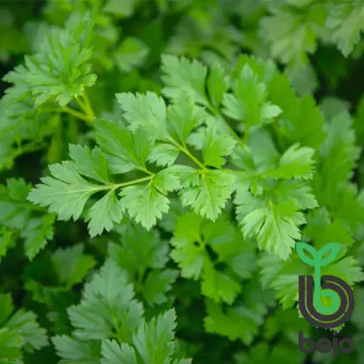 Rialto / Ріалто