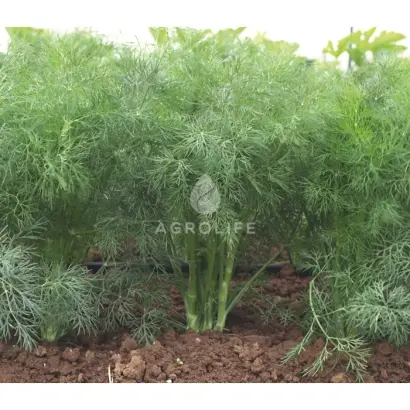 Goldkrone / Голдкрон