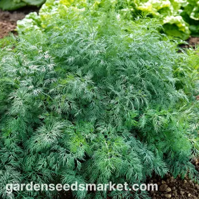 Monarch / Монарх