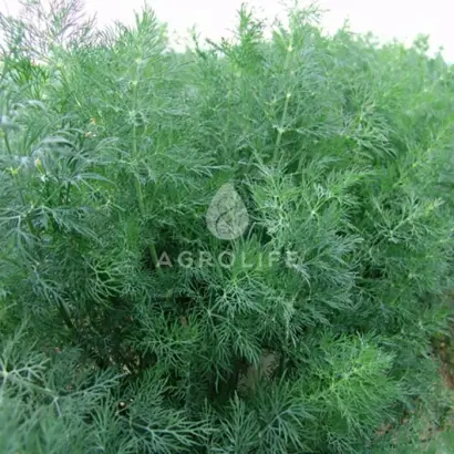 Moravan / Мораван