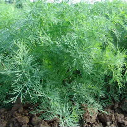 Oliver / Олівер