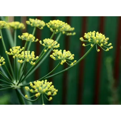 Пахучий (столовый) / Пахучий