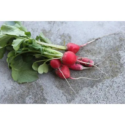 Informer / Інформер