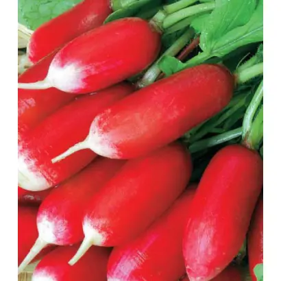 Siletina / Сілетіна