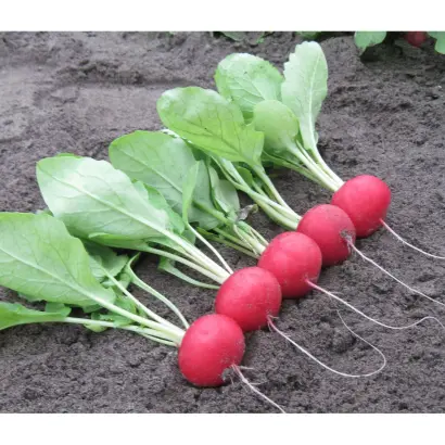 Autella / Аутелла