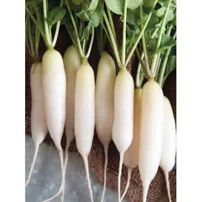 White Breakfast / Вайт Брекфаст