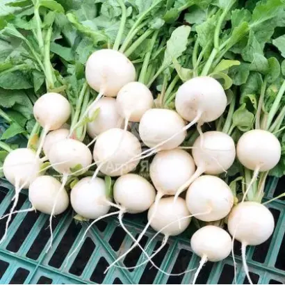 Whitella / Вайтелла