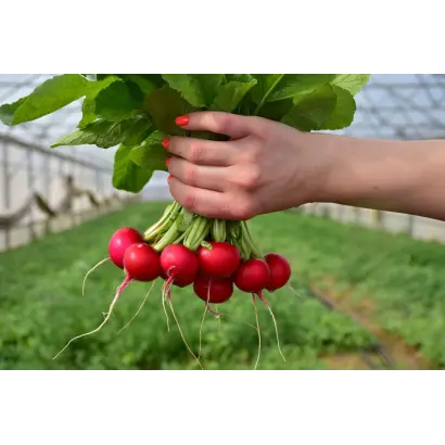 Gloriette / Глоріет