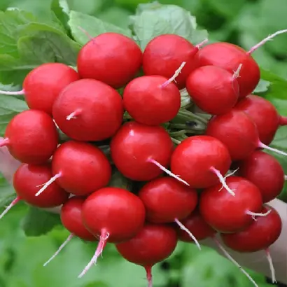 Danilo / Даніло