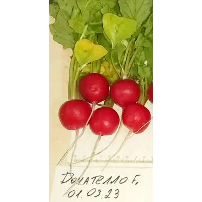 Donatella / Донателла