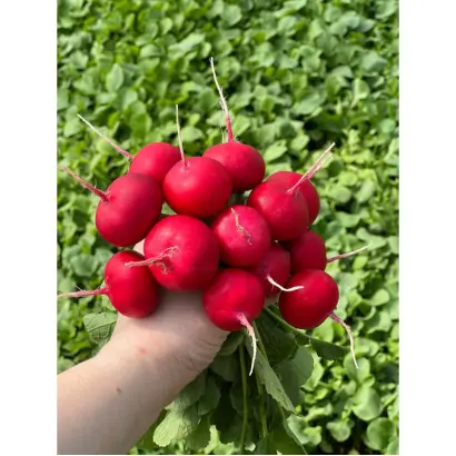 Donato / Донато