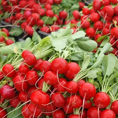 Escala / Ескала