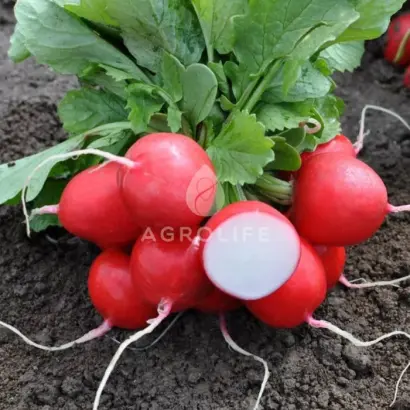 Laurella / Лаурелла