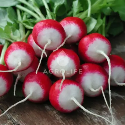 Poloneza / Полонеза