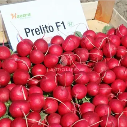 Prelito / Преліто