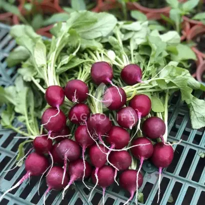 Purpella / Пурпелла