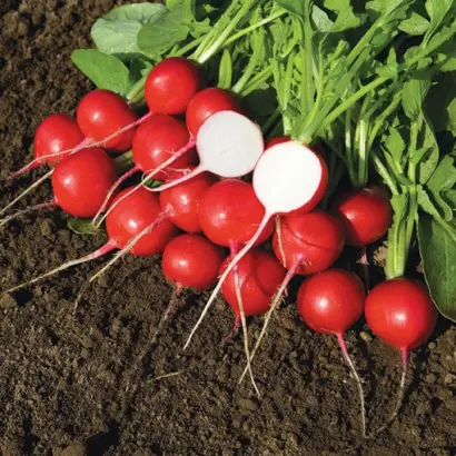 Rover F1 / Ровер F1