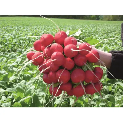 Rosetta / Розетта