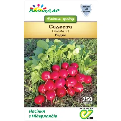 Celesta / Селеста