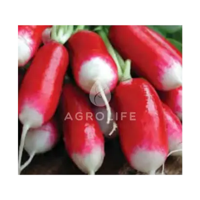 Slovana / Слована