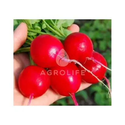 Solaris / Соларіс