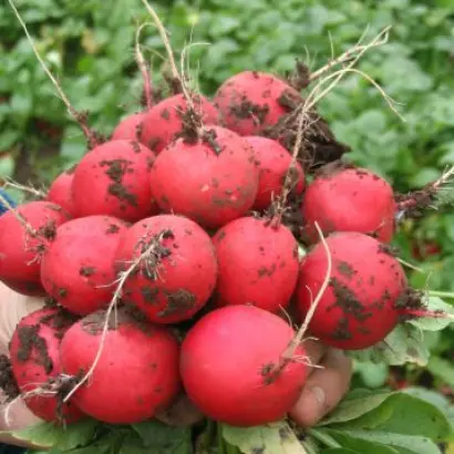 Faraon / Фараон