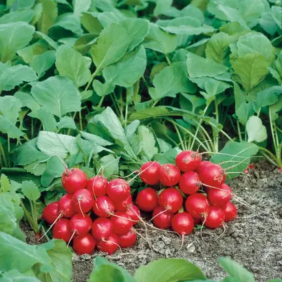 FILIPAR / ФІЛІПАР