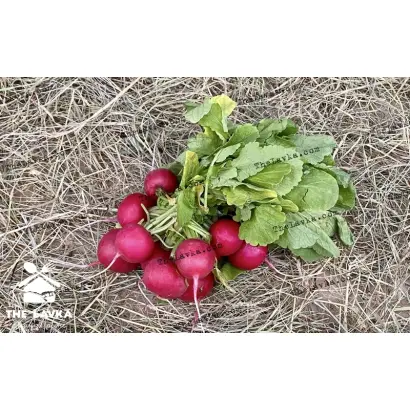 Черкасская тепличная / Черкаська теплична