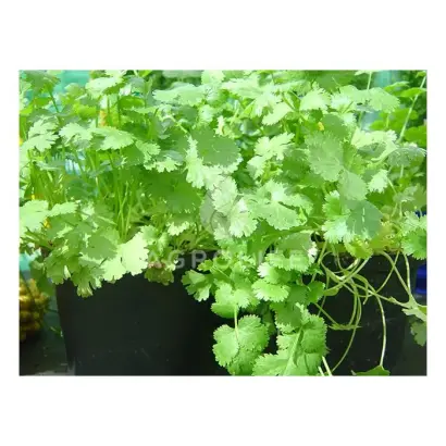 Marino / Маріно