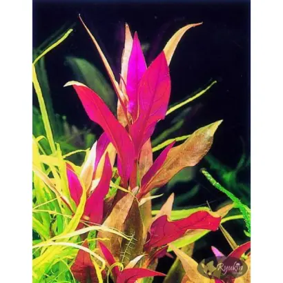 Altiva / Алтіва