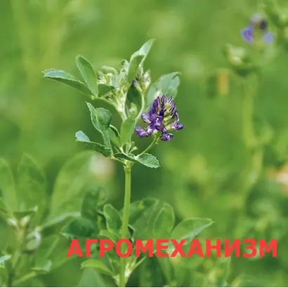 La Rocca / Ла Рокка