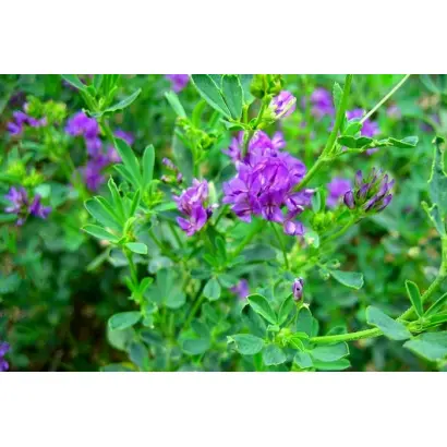 La Torre / Ла Торре