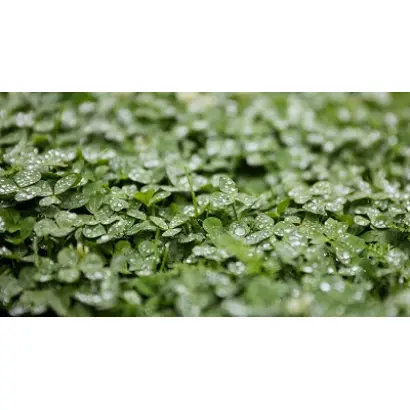 MADALINA / МАДАЛІНА