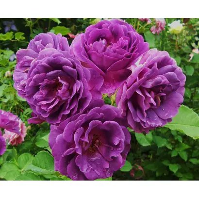 Minerva / Мінерва