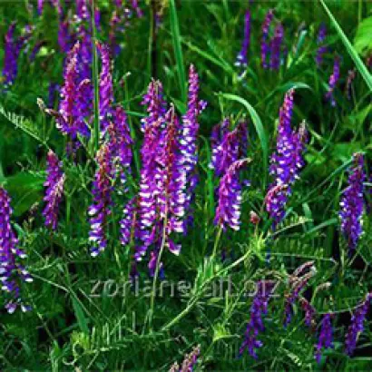 Надежда / Надєжда