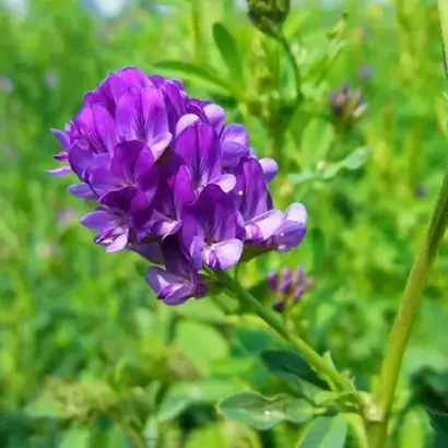 Planet / Планет